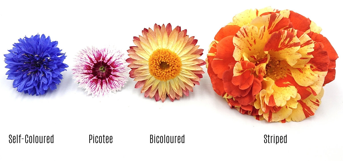 Flower Colour Types 